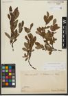Foto von Salix waldsteiniana Willd.